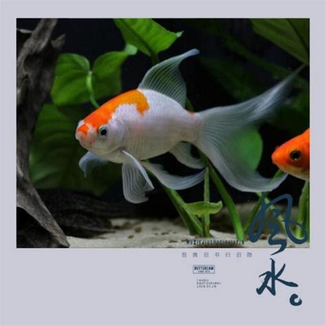 魚跳出魚缸風水|養魚能招財，10條最實用的養魚風水（你一定要知道）。